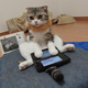 Illustration for article titled Cats Are Very Serious about Video Games